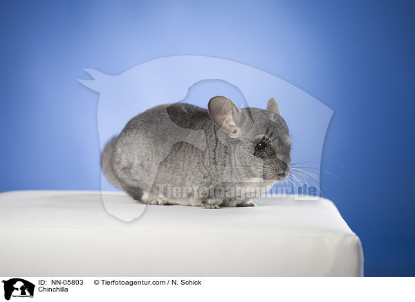 Chinchilla / Chinchilla / NN-05803