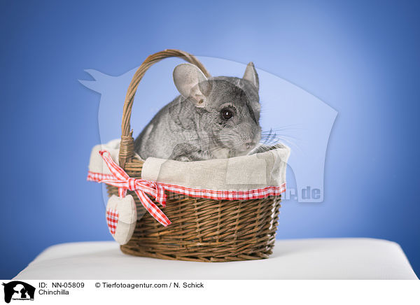 Chinchilla / Chinchilla / NN-05809
