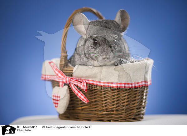 Chinchilla / Chinchilla / NN-05811