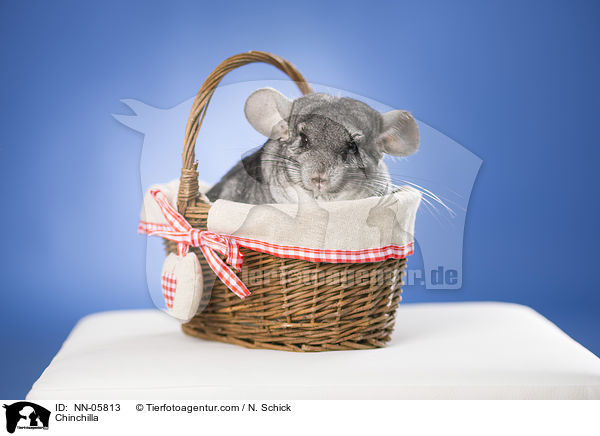 Chinchilla / Chinchilla / NN-05813