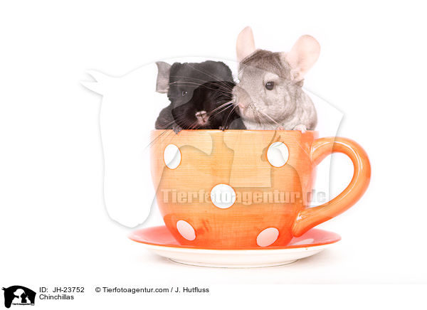 Chinchillas / Chinchillas / JH-23752