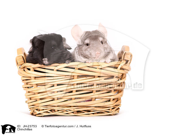 Chinchillas / Chinchillas / JH-23753