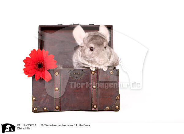 Chinchilla / Chinchilla / JH-23761