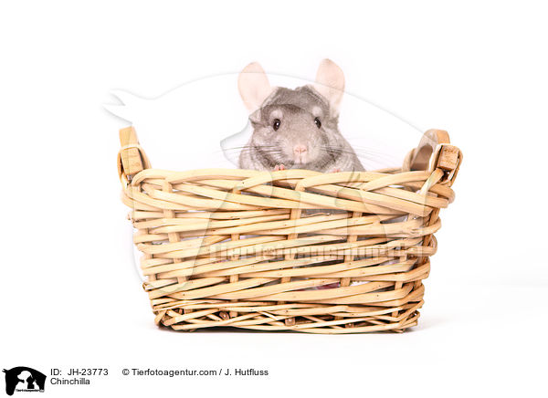 Chinchilla / Chinchilla / JH-23773