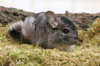 chinchilla