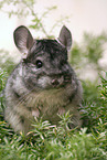 chinchilla