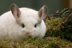 white chinchilla