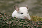 white chinchilla