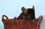 black Chinchilla