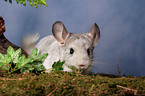 grey chinchilla