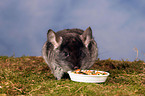 grey chinchilla