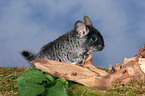 Chinchilla