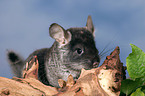 Chinchilla