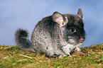 Chinchilla