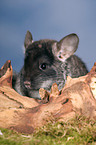 Chinchilla