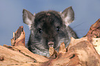 Chinchilla