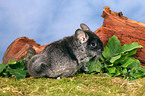 Chinchilla