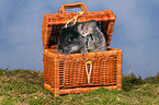 Chinchilla in basket