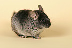 Chinchilla