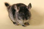 Chinchilla