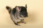 Chinchilla