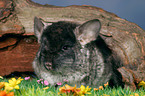 Chinchilla