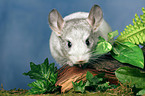 Chinchilla