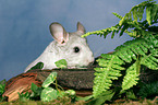 Chinchilla