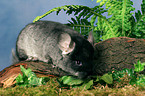 Chinchilla