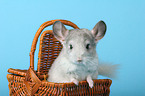 Chinchilla in basket