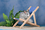 Chinchilla on deckchair