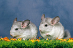 2 Chinchillas