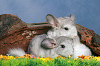 2 Chinchillas