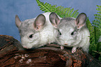 2 Chinchillas