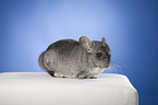 Chinchilla