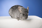 Chinchilla