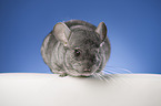 Chinchilla