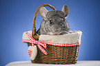 Chinchilla