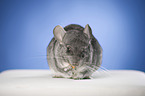 Chinchilla