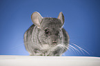 Chinchilla