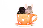 Chinchillas