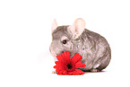 Chinchilla