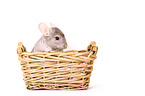 Chinchilla