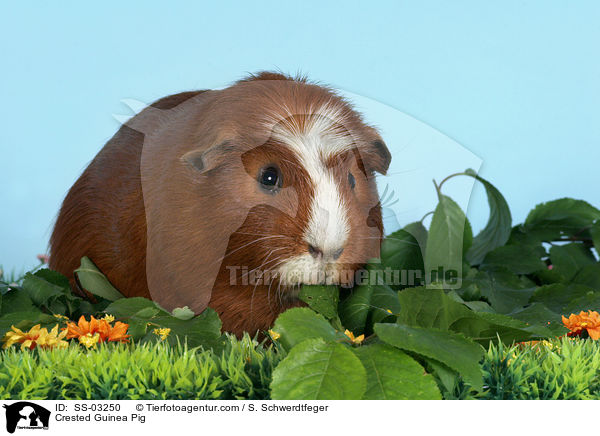 Crested Rassemeerschweinchen / Crested Guinea Pig / SS-03250