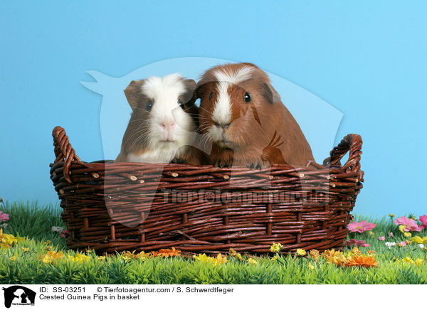 Crested Guinea Pigs in basket / SS-03251