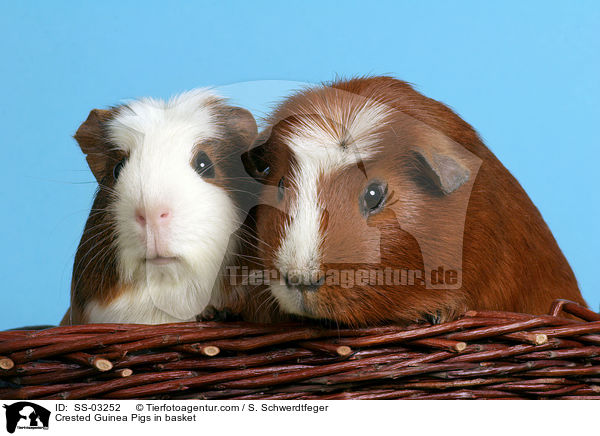 Crested Rassemeerschweinchen in Krbchen / Crested Guinea Pigs in basket / SS-03252
