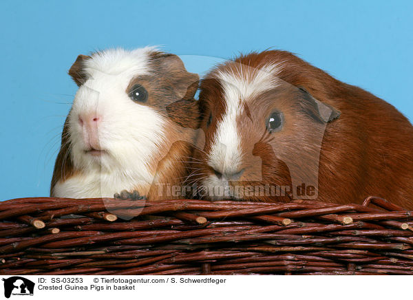 Crested Guinea Pigs in basket / SS-03253