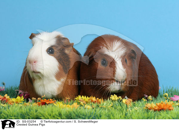 Crested Rassemeerschweinchen / Crested Guinea Pigs / SS-03254