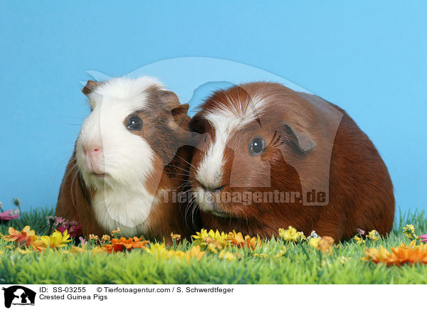 Crested Rassemeerschweinchen / Crested Guinea Pigs / SS-03255