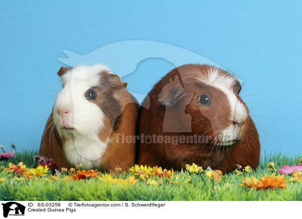 Crested Rassemeerschweinchen / Crested Guinea Pigs / SS-03256
